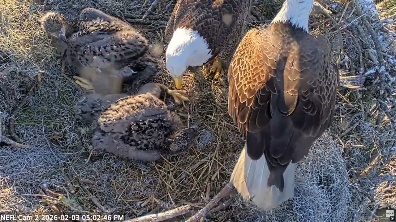Gabby Tears Apart Fish for Babies... Then Does THIS! 😱🦅 (Incredible Footage) | NEFL Eagles