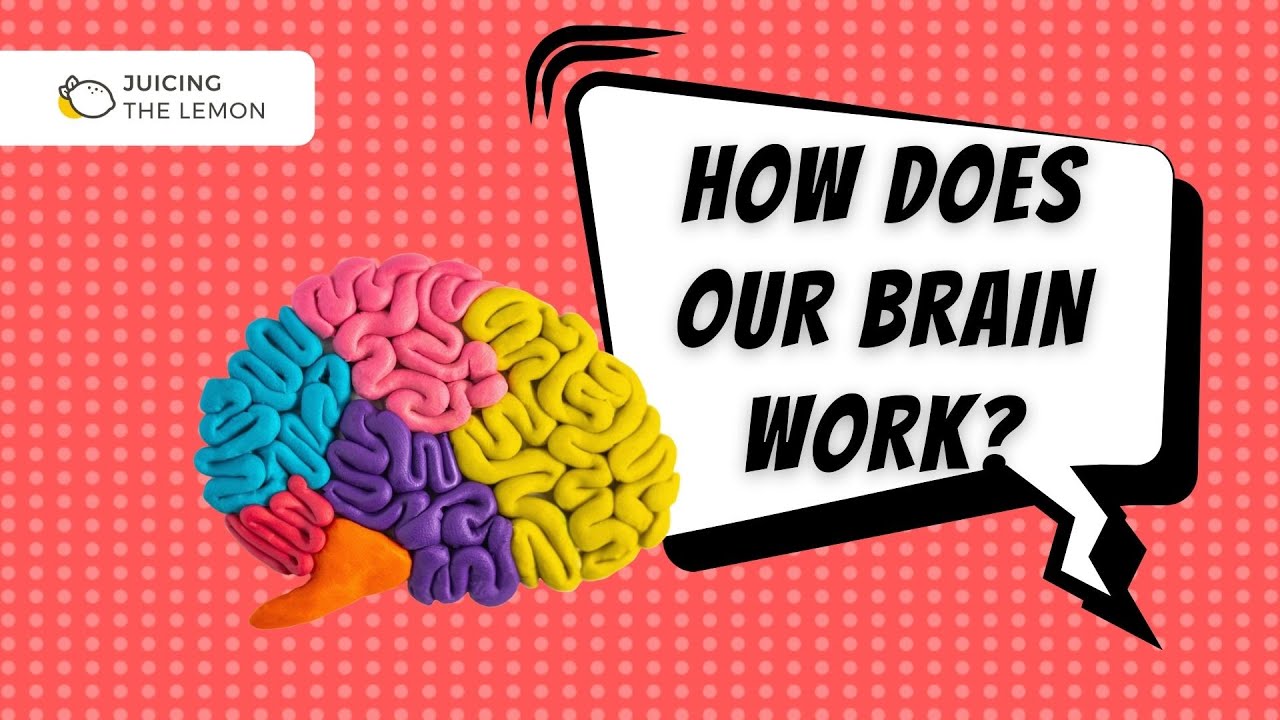 Hand Model of the Brain