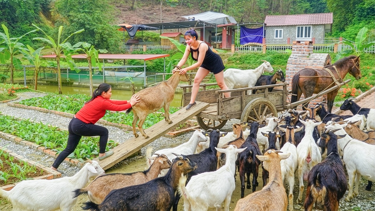 Harvesting All Goats at Ly Phuc Vy Farm – Use Horse Cart Them to Sell & Buying New Piglets!
