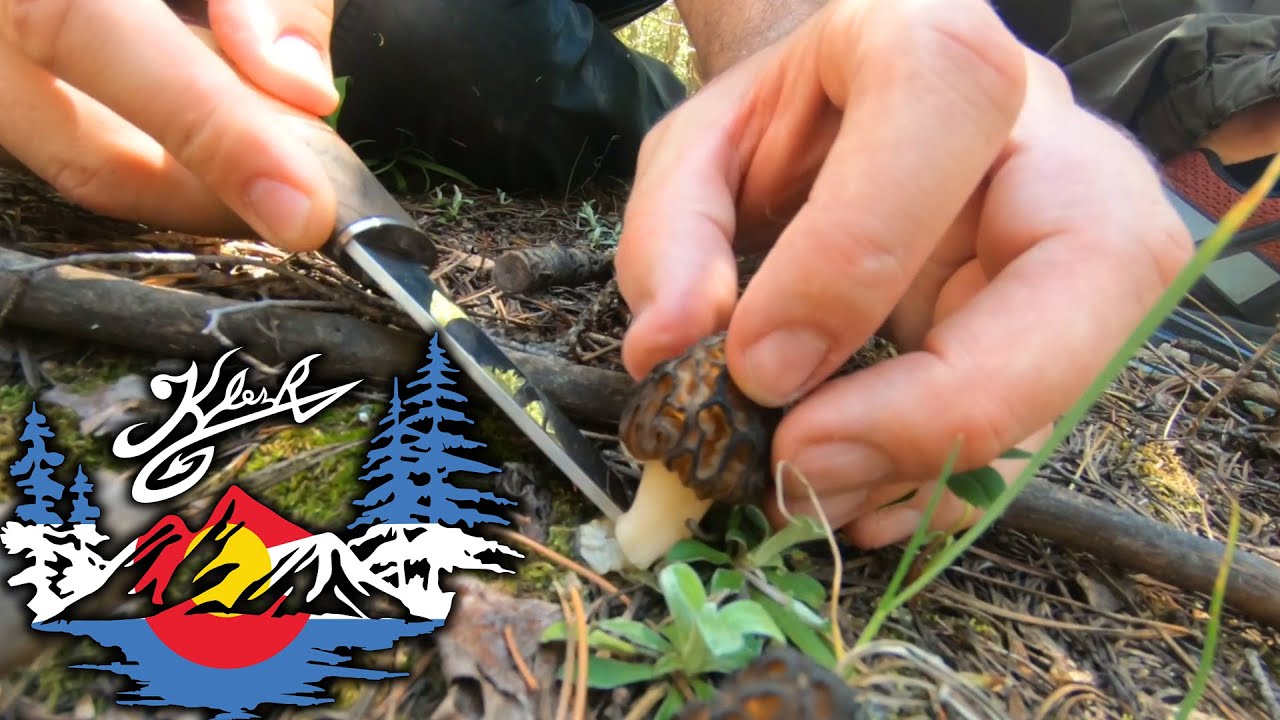 Colorado Black Morels 2021