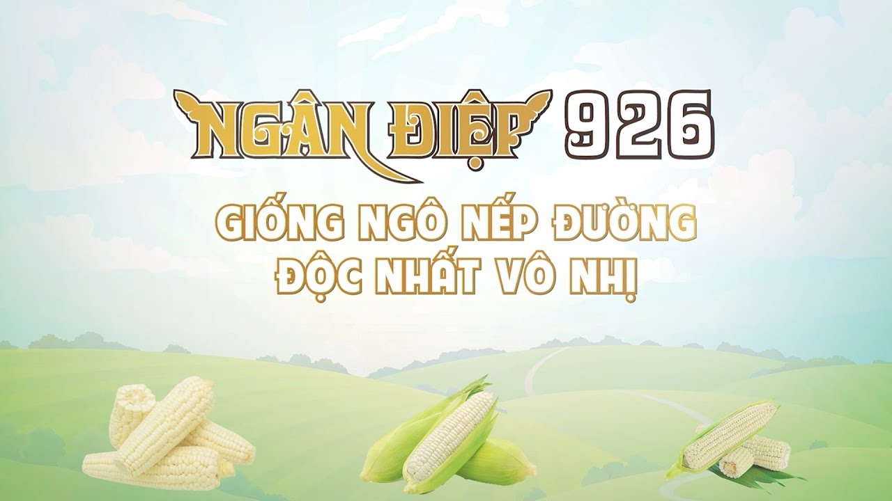 #Ngân_Điệp_926 - Giống ngô nếp đường ‘độc nhất vô nhị’