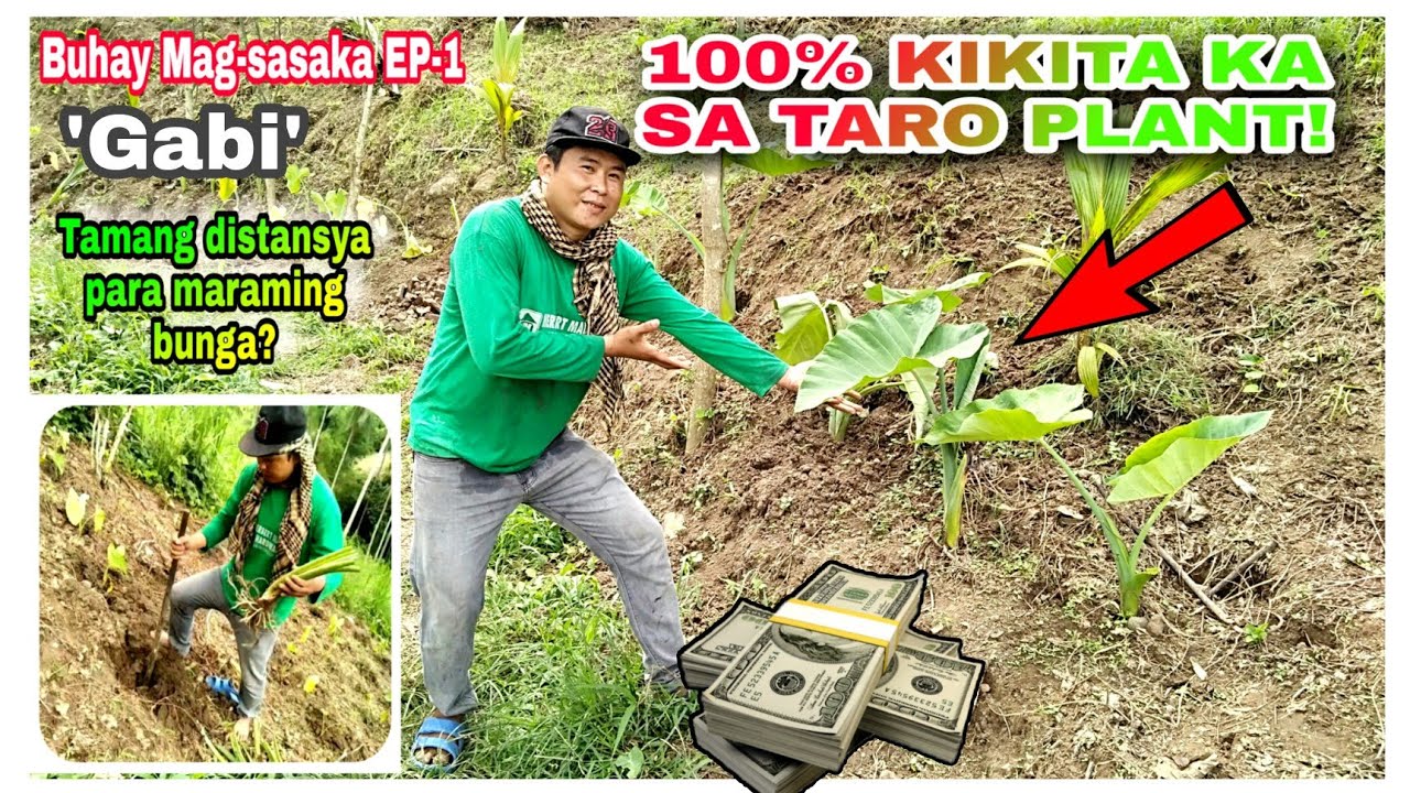 PAANO MAGTANIM NG 
