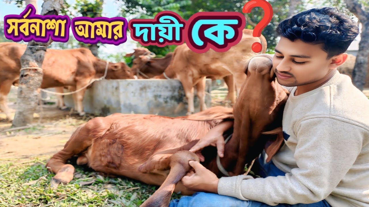 ভ্যাকসিন দেওয়ার ৫ মাস পরে লাম্পি স্কিন ডিজিজ ❓সর্বনাশ আমার দায়ী কে জানতে চাই ❓