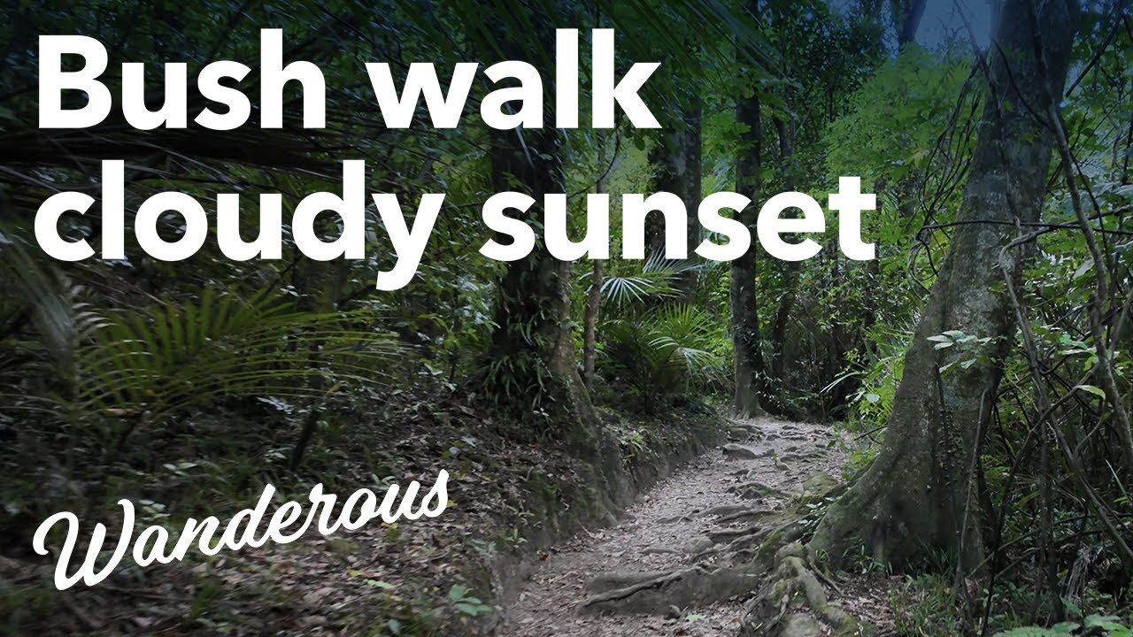 Bush walk through Aotearoa New Zealand at sunset 4K