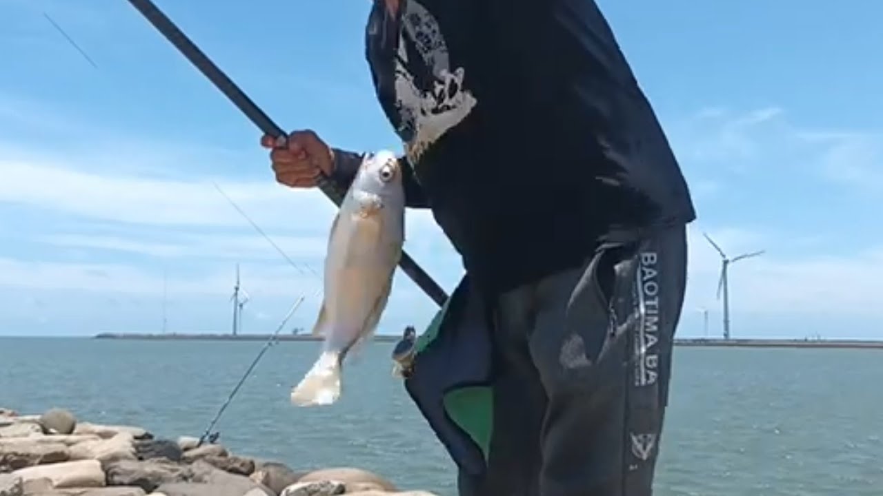 2023／6／27 乾潮底 #鹿港北提 #青蟲沉底散尾釣組