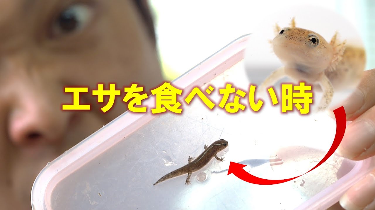 サンショウウオの飼育まとめ～幼生から上陸まで～
