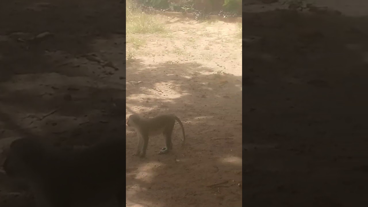 Baboon are amazing 