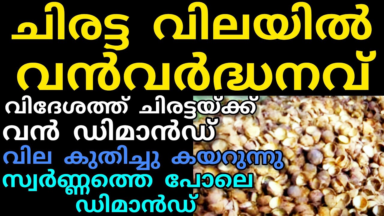 ചിരട്ട കയറ്റുമതി കൂടി വില ഉയരുന്നു | Manojnediyackal rubber tapping 