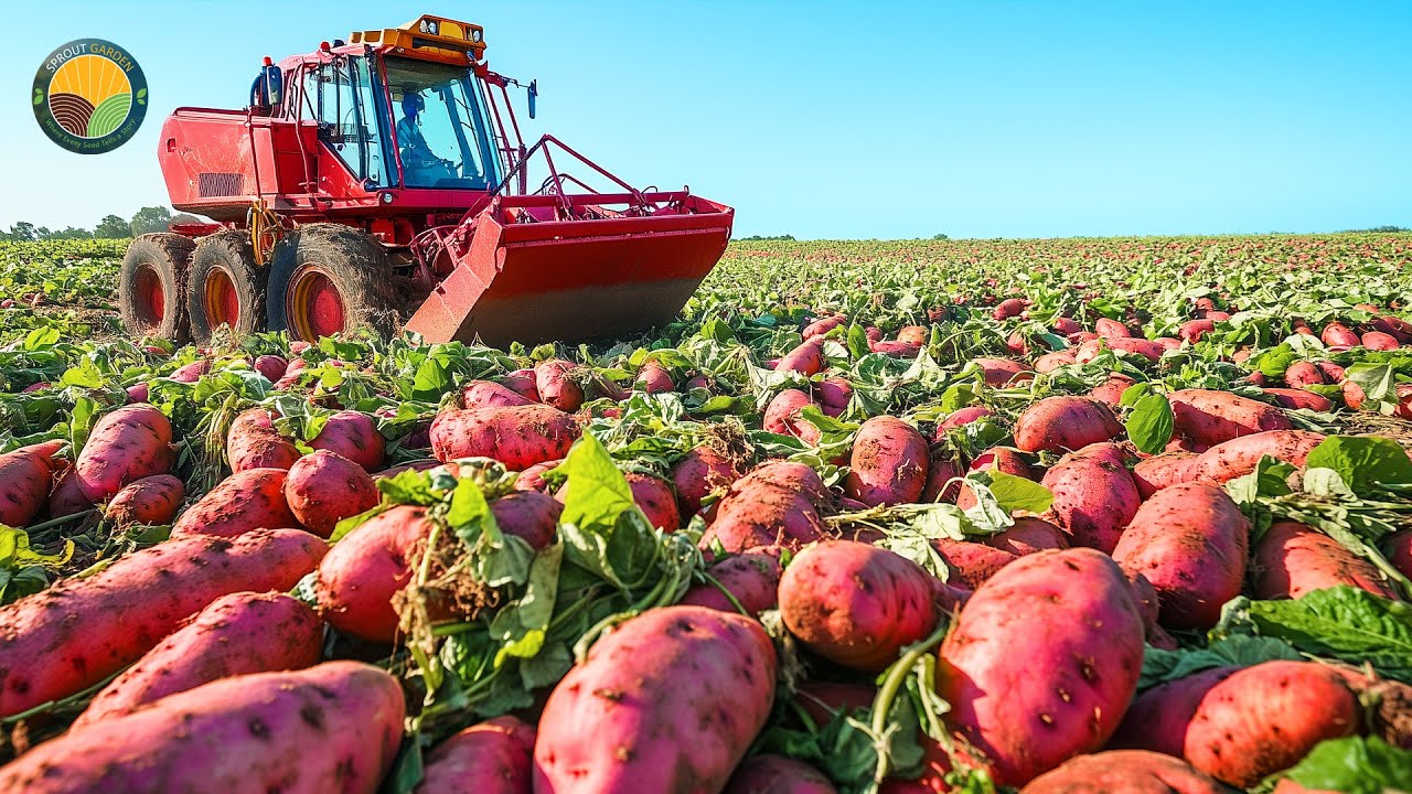 How American Farmers Harvest 2.5 Million Pounds Of Sweet Potatoes by Machine | Farming Documentary