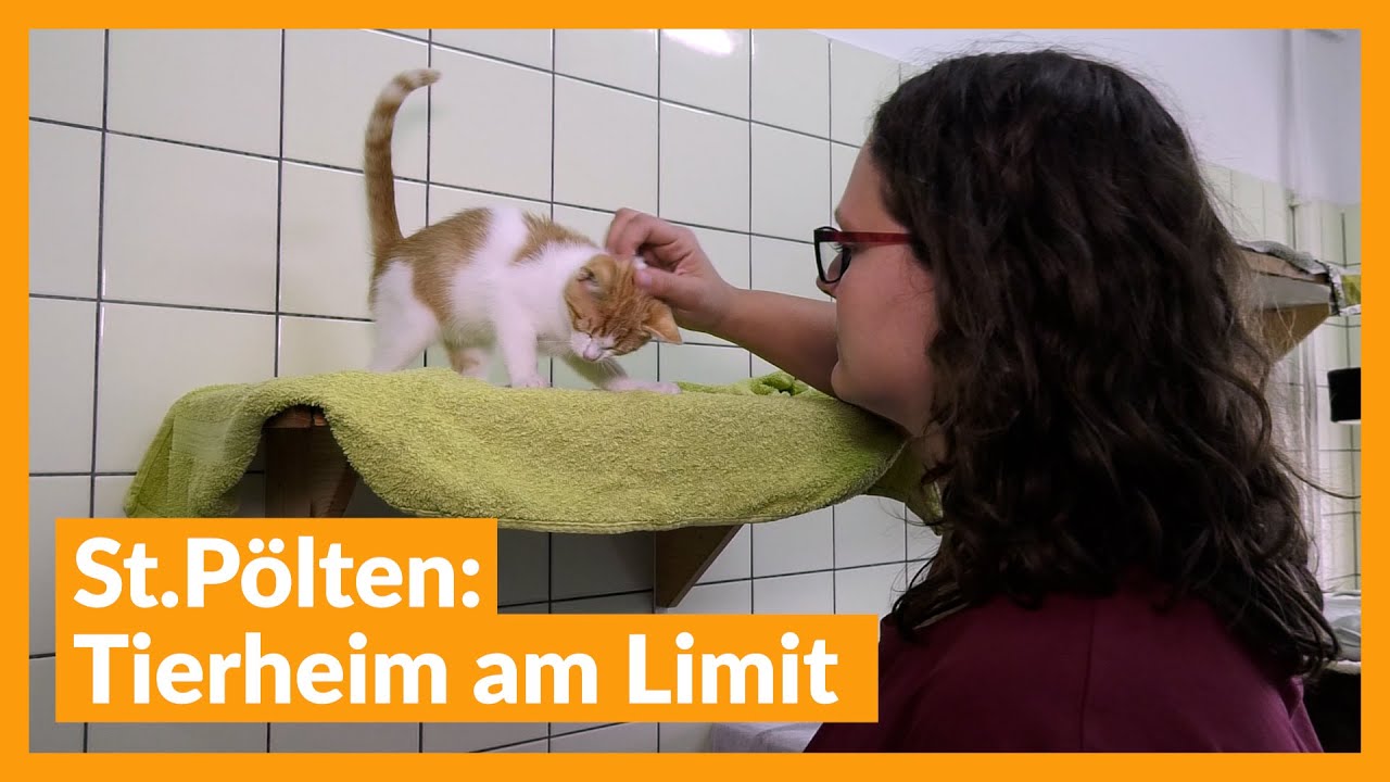 St.Pölten: Tierheim am Limit