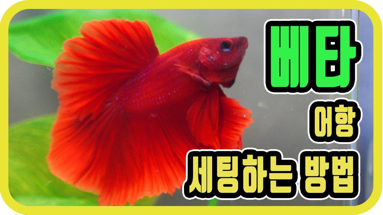 베타어항세팅하는방법/베타키우는방법/베타무여과방식/베타여과방식/하프문베타
