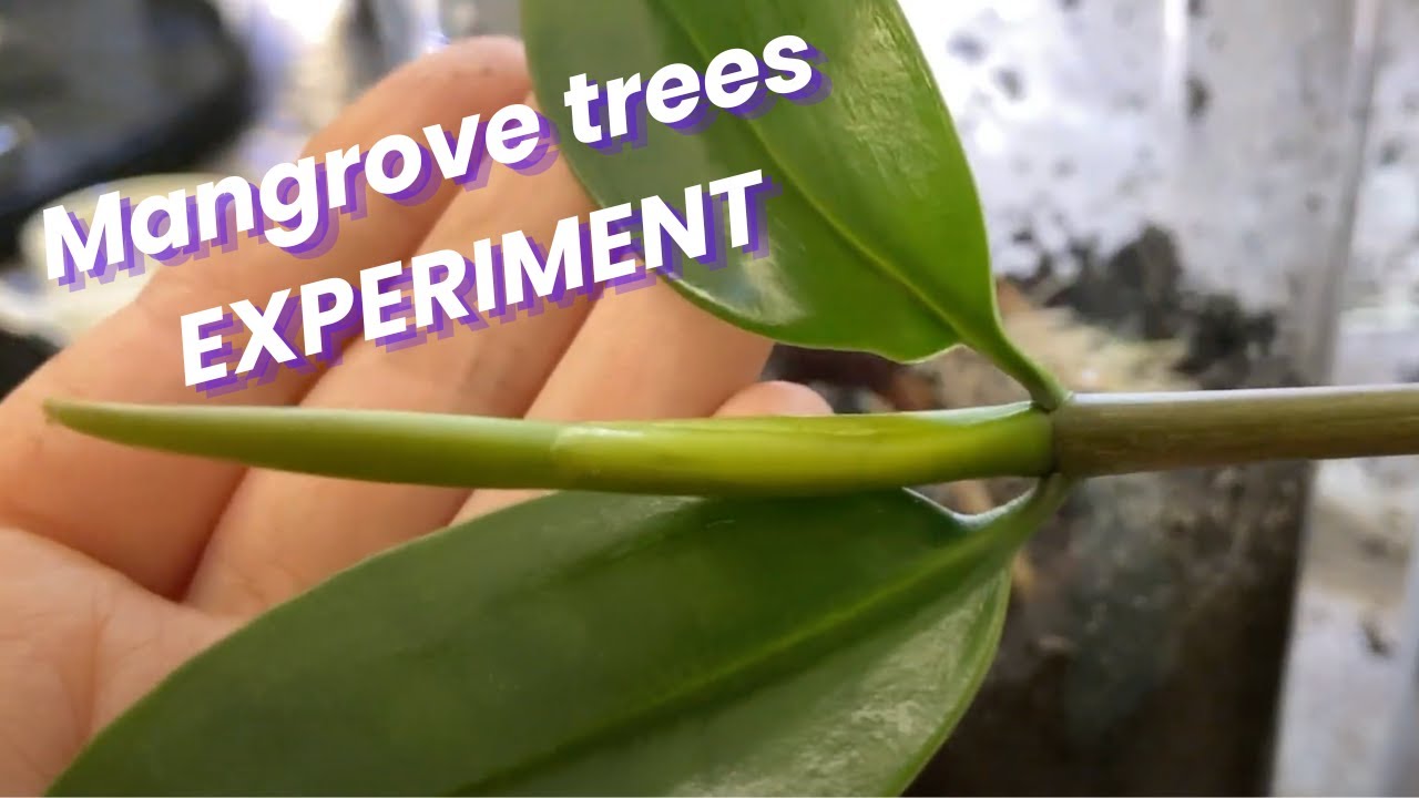 Mangrove trees Experiment