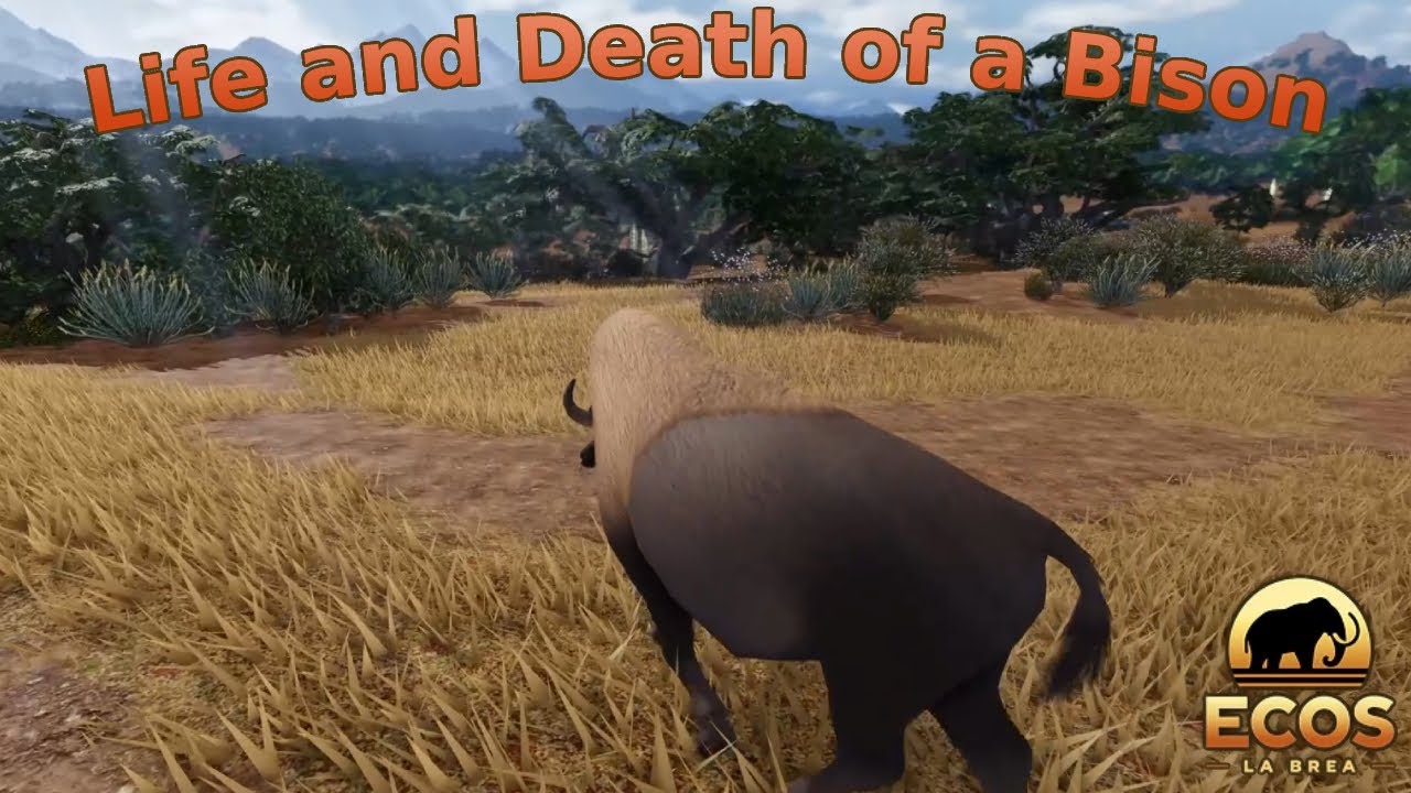 Life and Death of a Bison | Ecos: La Brea Documentary