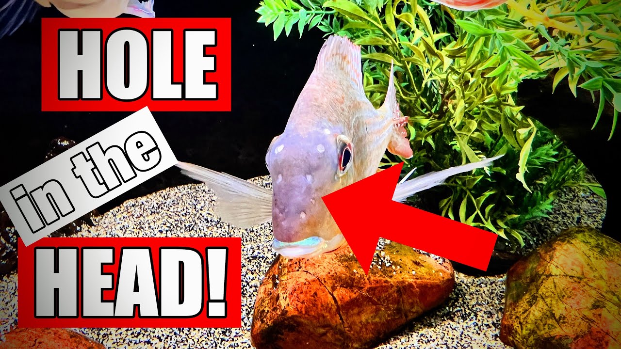 The HLLE Rabbit Hole! [Treating Hole in the Head Disease - Part 1]