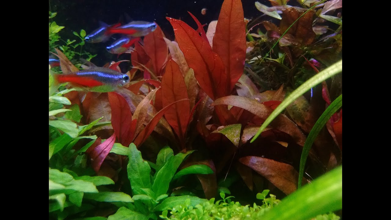 Alternanthera reineckii 