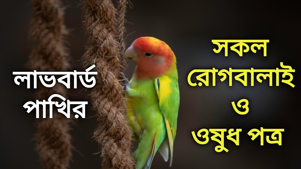 লাভবার্ড পাখির রোগবালাই ও ঔষধ | Lovebirds disease care Treatment and medicine in Bangla