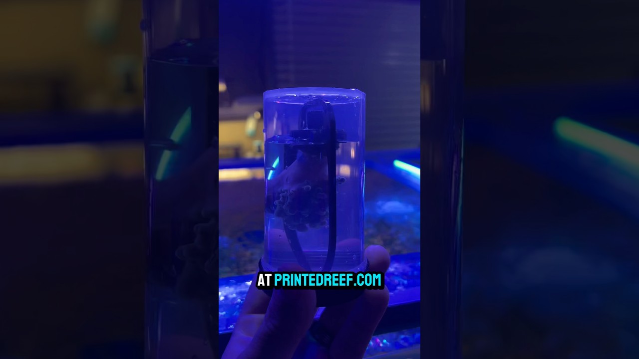 How to move coral safely using @PrintedReef Fragloc Transport Cup. #reeftank #coral #coralreef