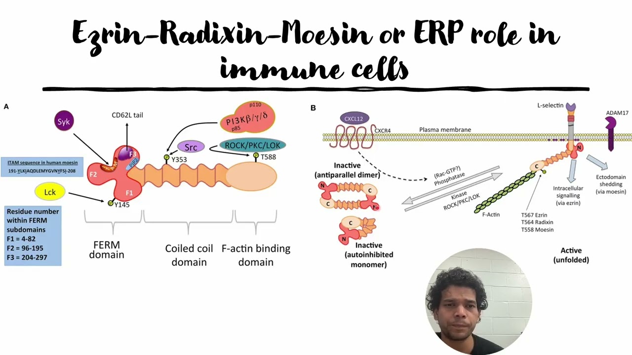 Ezrin-Radixin-Moesin or ERP role in immune cells #Code: 1096