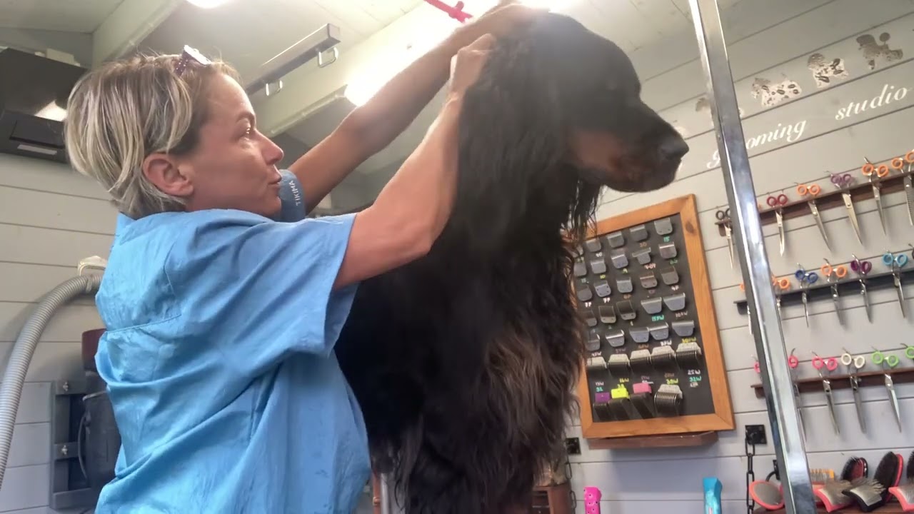 Gordon Setter Grooming - hand stripping