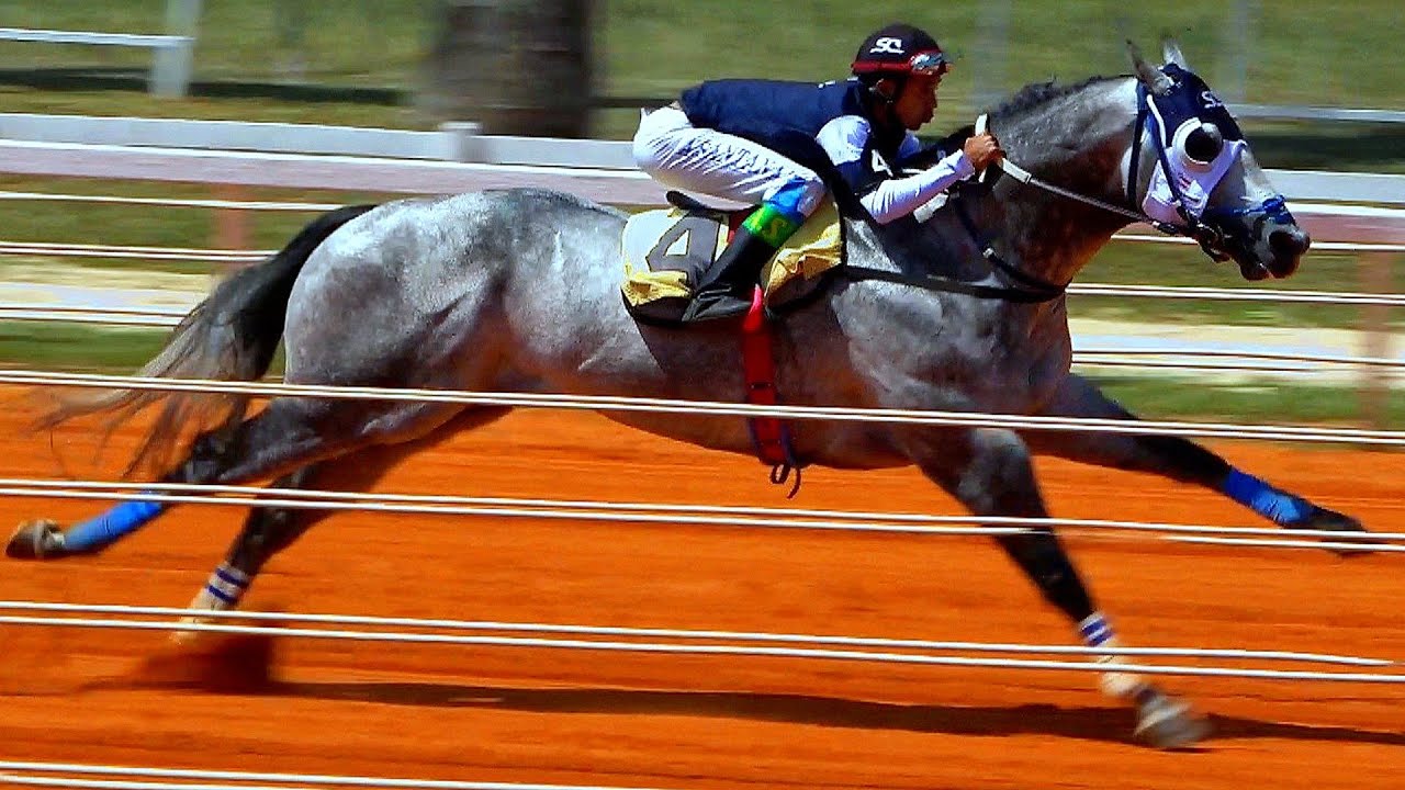 Especial: as vit&oacute;rias de OTIMO BRING - O craque cavalo baiano!