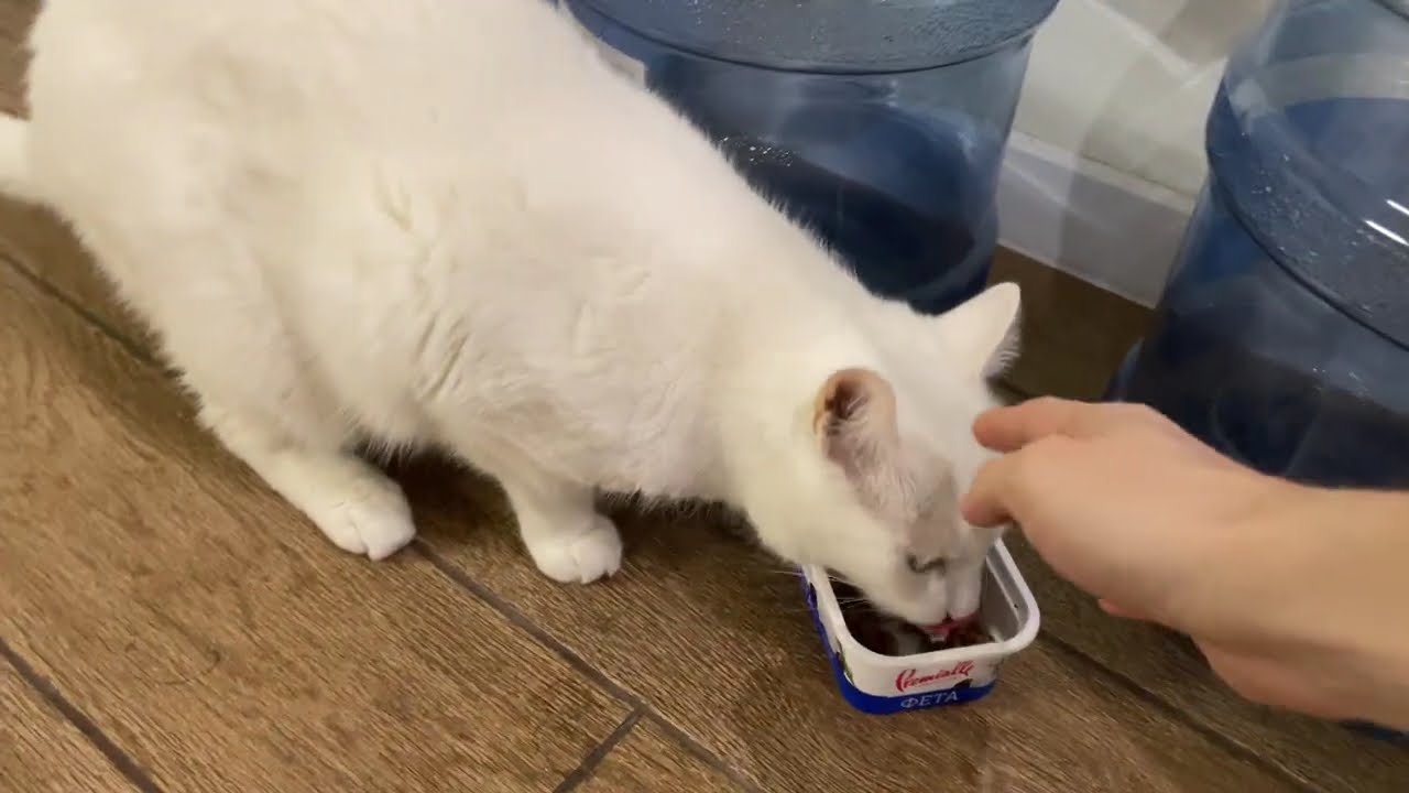 White cat eats #whitecat #cat #cute #cutecat