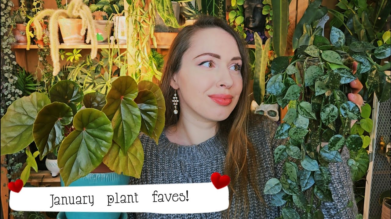 january plant favorites 💚🌿