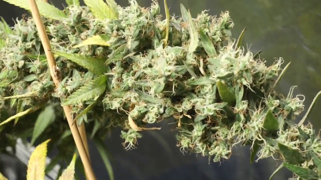 Week 10 of Flowering Weed