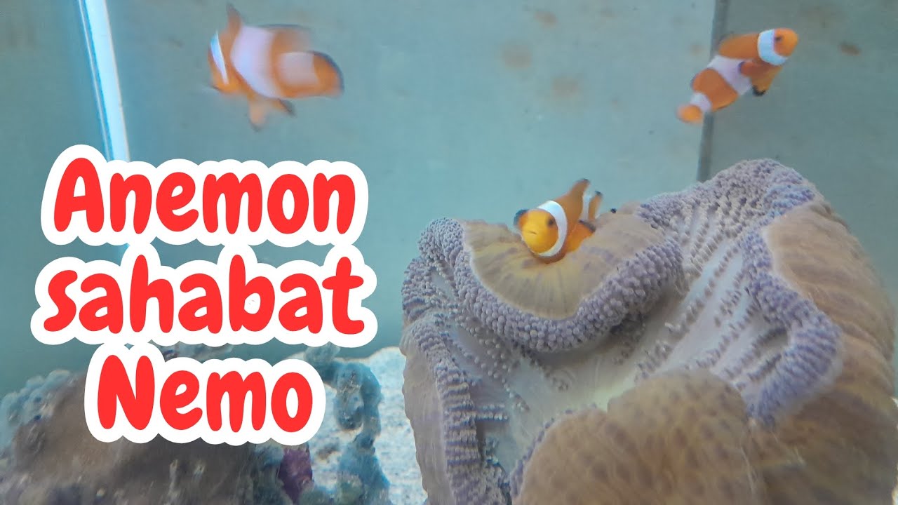 Anemon Karpet | penghuni baru Aquarium air lautku