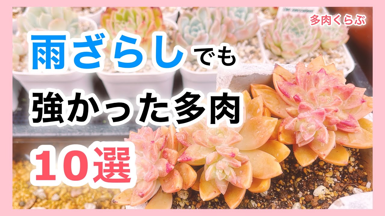 【多肉植物】雨ざらしでも丈夫で育てやすい多肉10品種をご紹介します