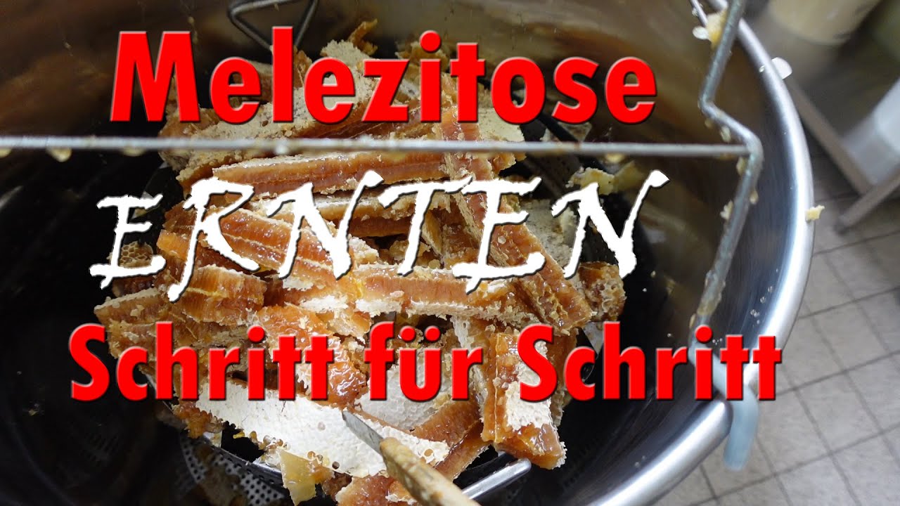 Melezitose ernten,  Schritt f&uuml;r Schritt