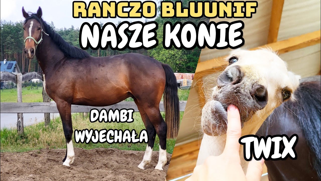 JAK WYGLĄDAJĄ NASZE KONIE / DAMBI WYJECHAŁA / TWIX