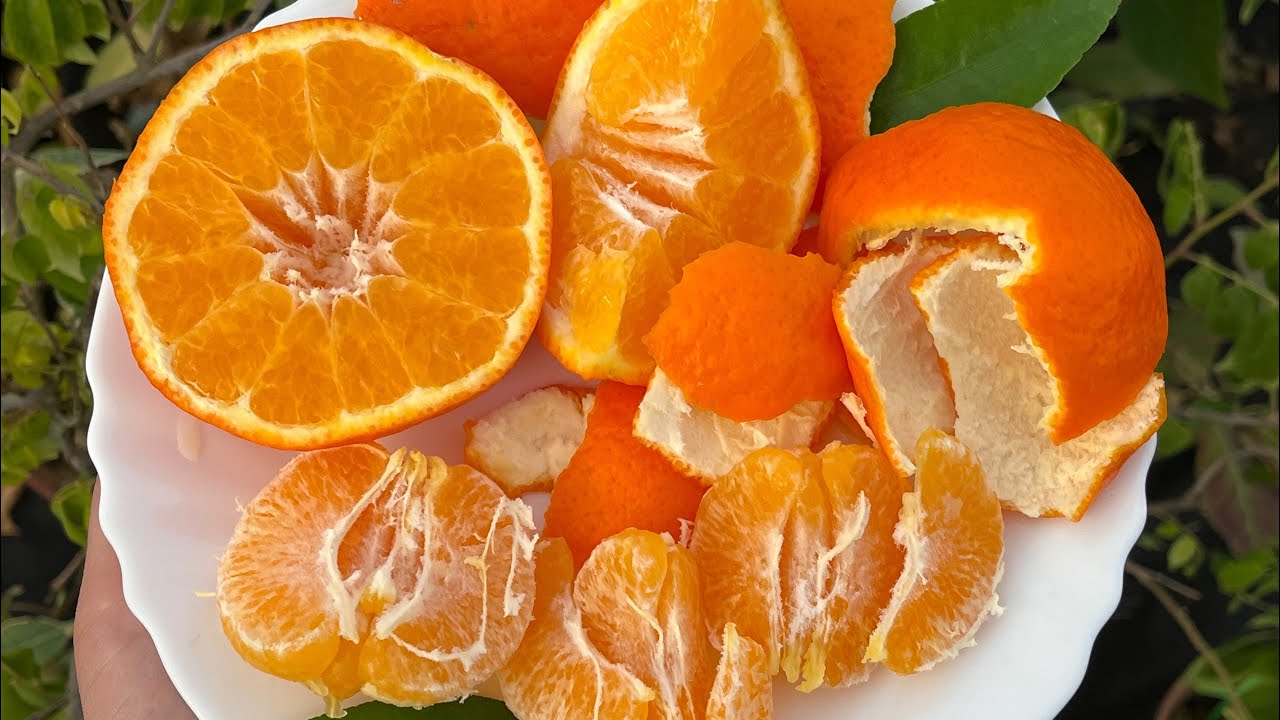 Танжело Мелинхина, продолжение 🪴