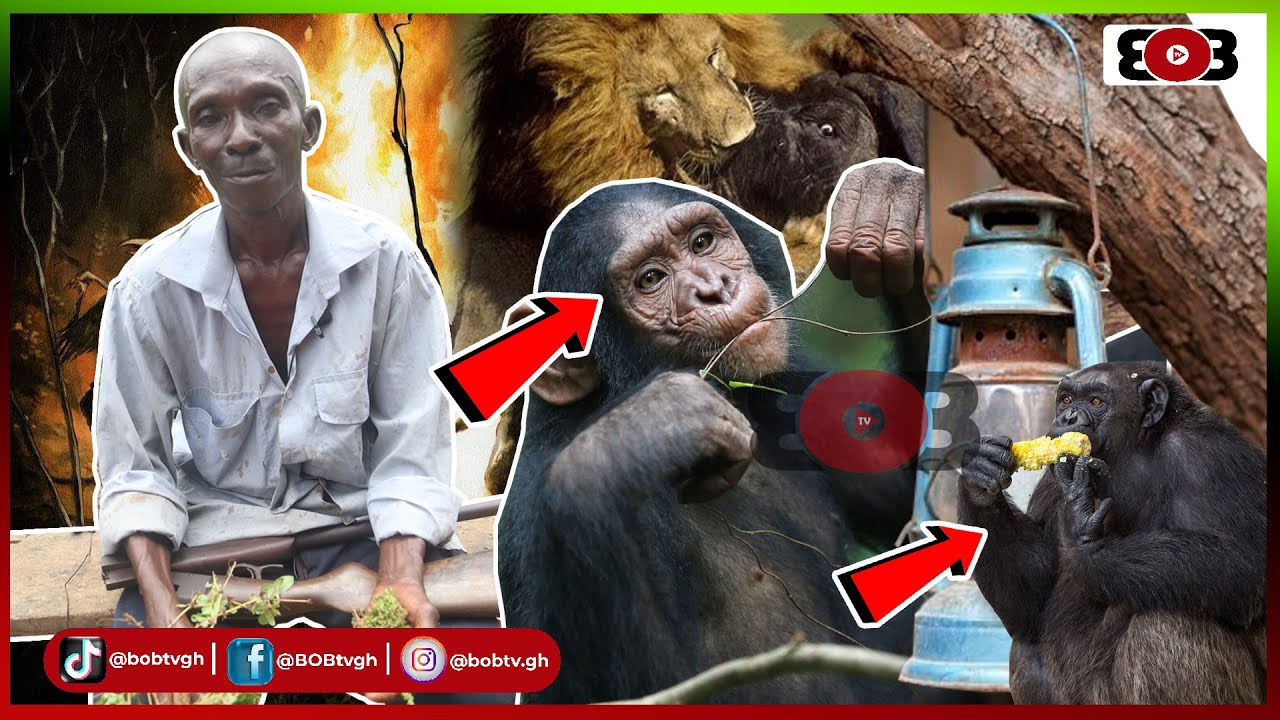 A 67yrs hunter:Out of panic with a bullet left,I couldn't fire the Chimpanzee eating my in-law maize