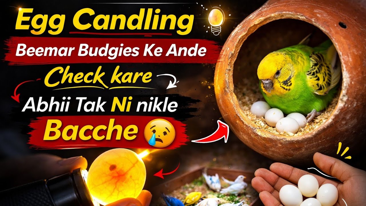 Egg Candling Beemar Budgies Ke Ande Check kare Abhii Tak Ni nikle Bacche 😥 | Daily vlogs | Vlogs