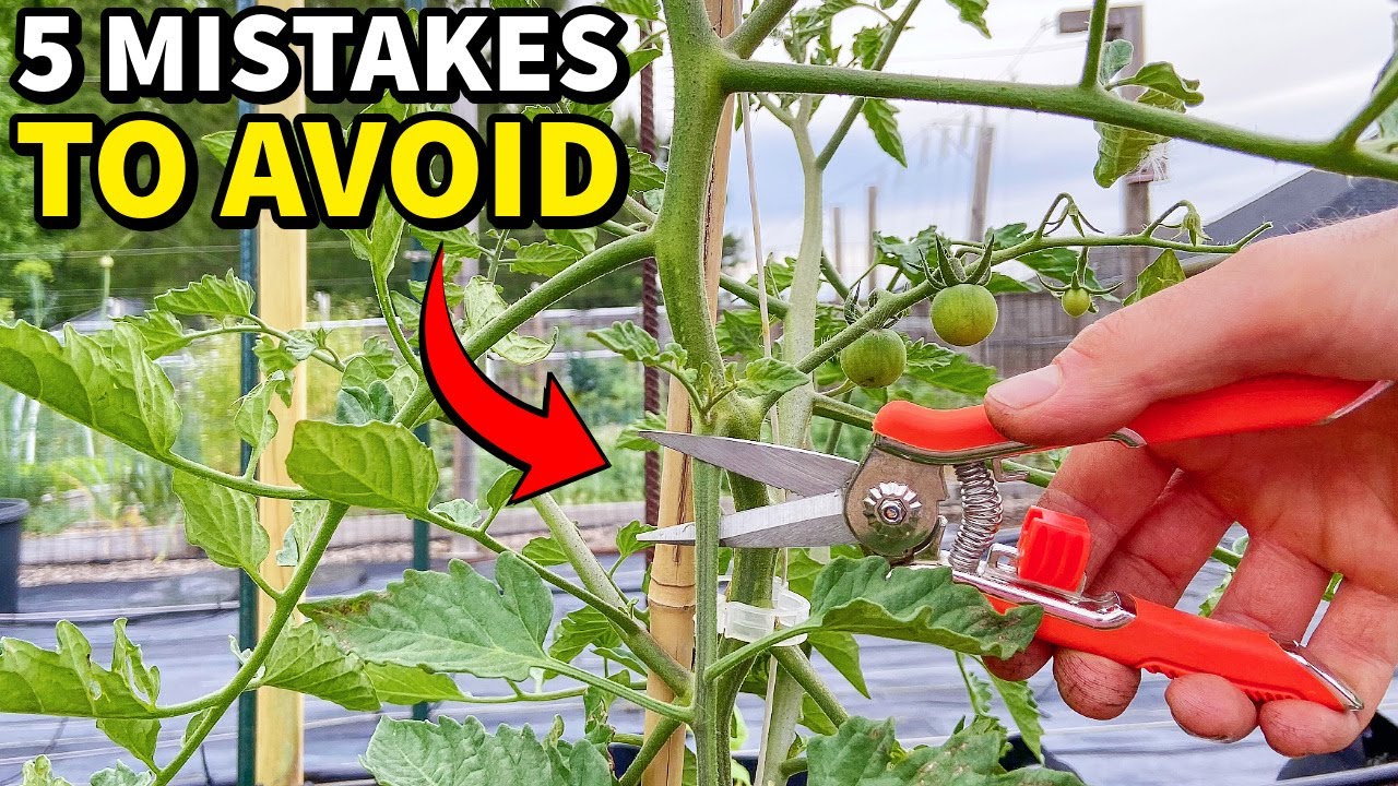 5 Mistakes You Must NEVER Make When Pruning Tomatoes