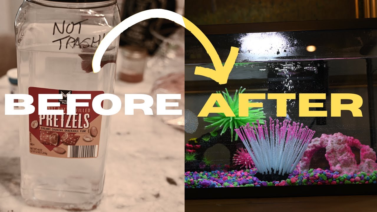 From Pretzel Box to Aquarium: 4 Dudes Give A Fish A Home