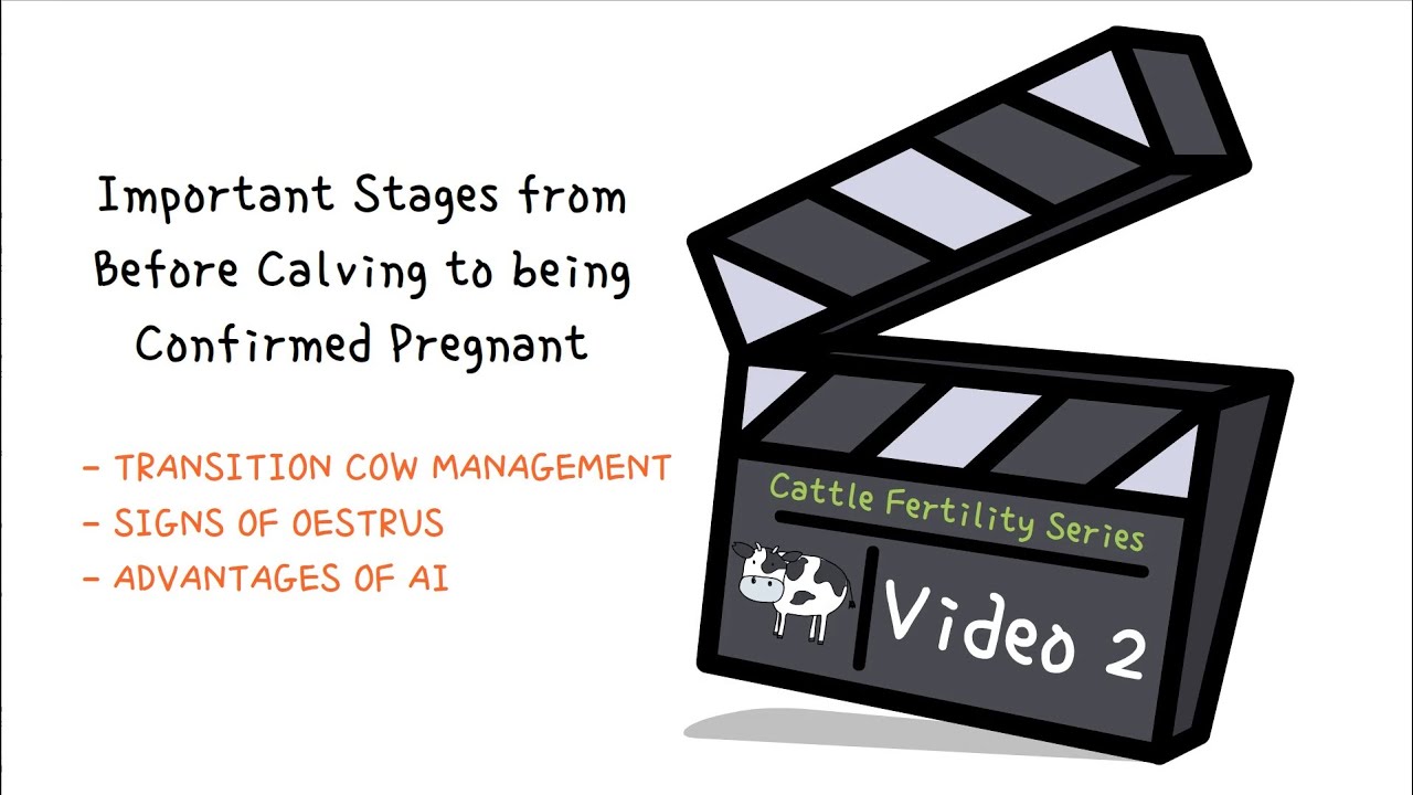 Cattle Fertility Series | Video 2 | Important Stages from Before Calving to Being Confirmed Pregnant