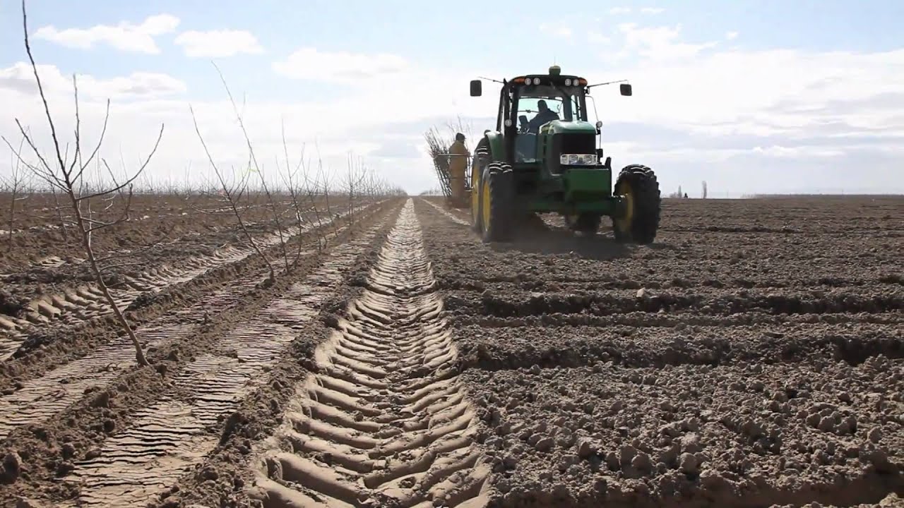 Planting a New Orchard