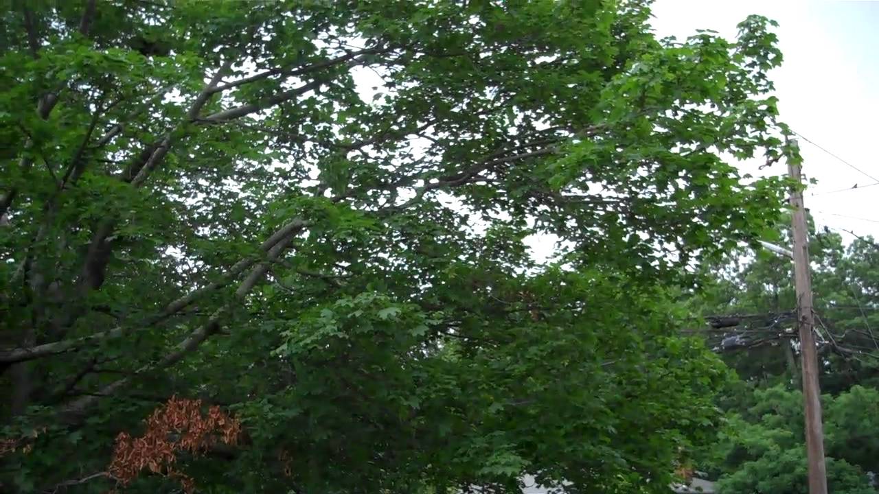 Mockingbird defend her nest.