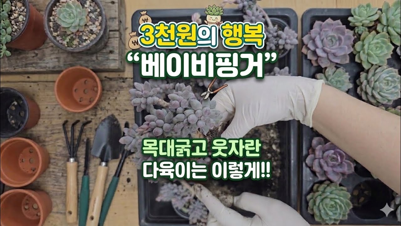 목대굵고 웃자란 다육이 관리법