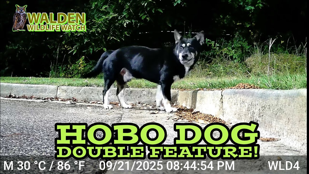 Old Rascal Hobo Dog Double Feature! 