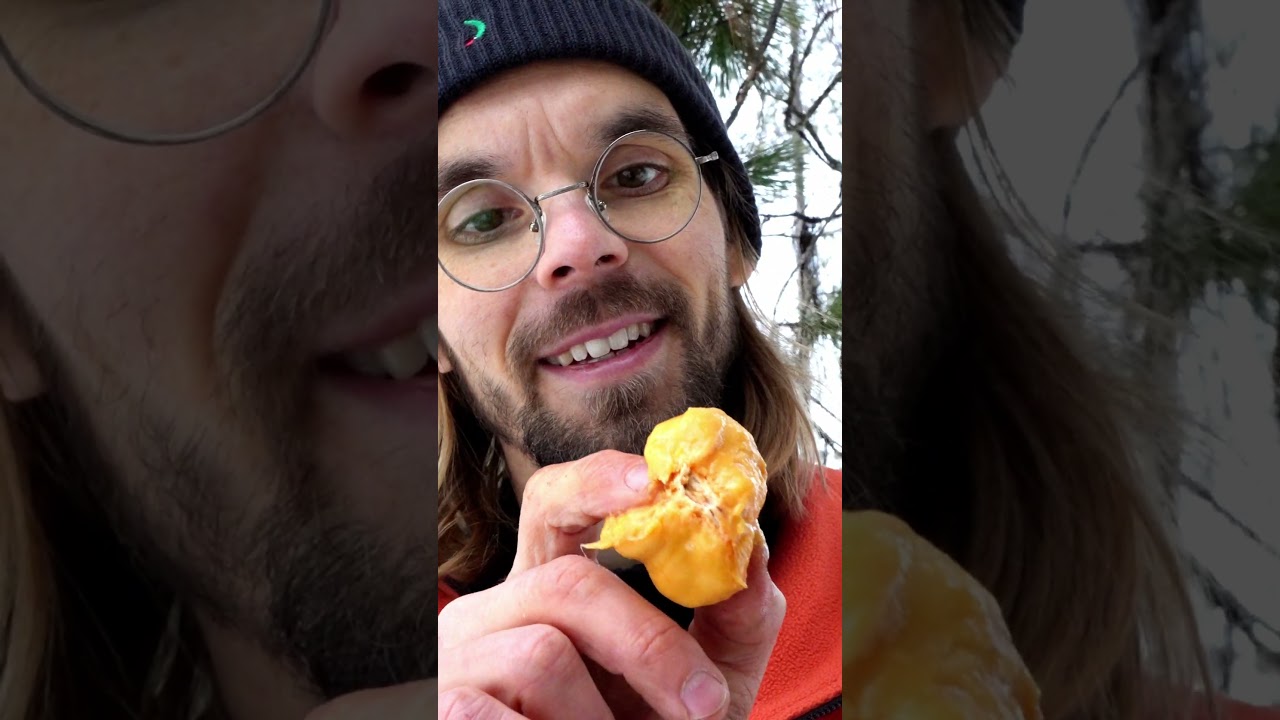 The Last Sugar Pine Hunter