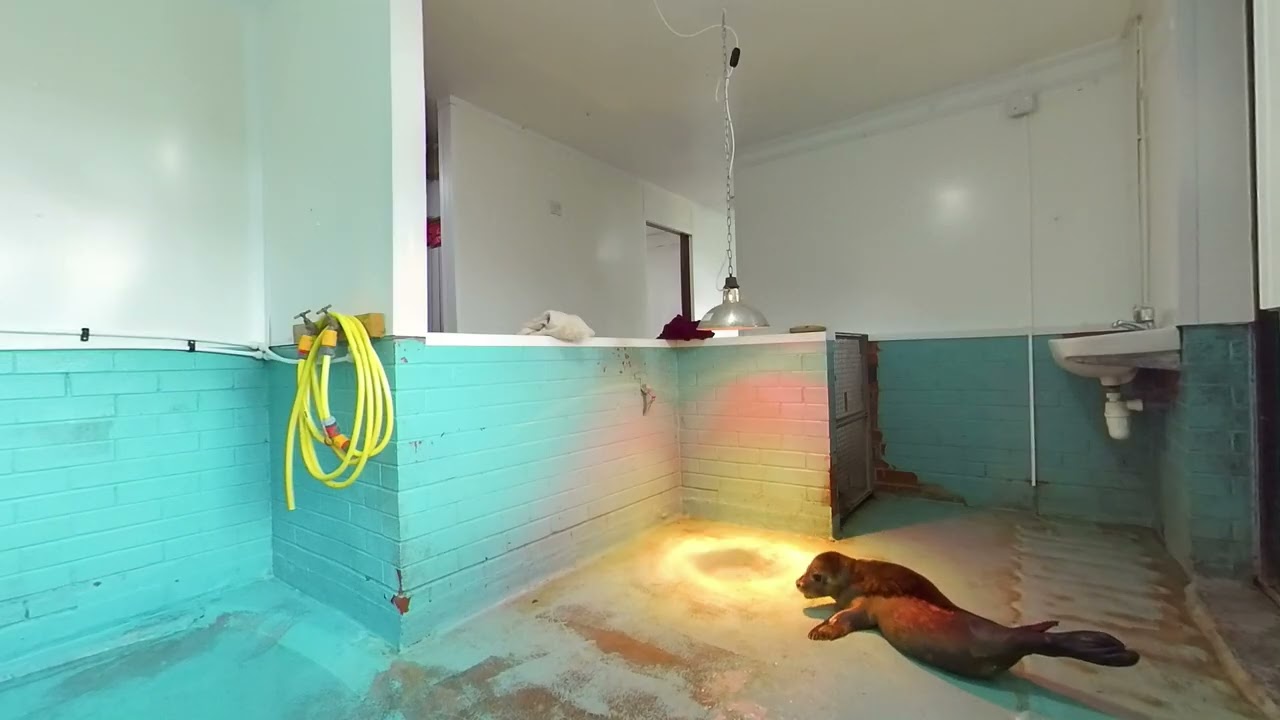 A Sanctuary for Sea Dogs - Documentary Film (180° 3D)