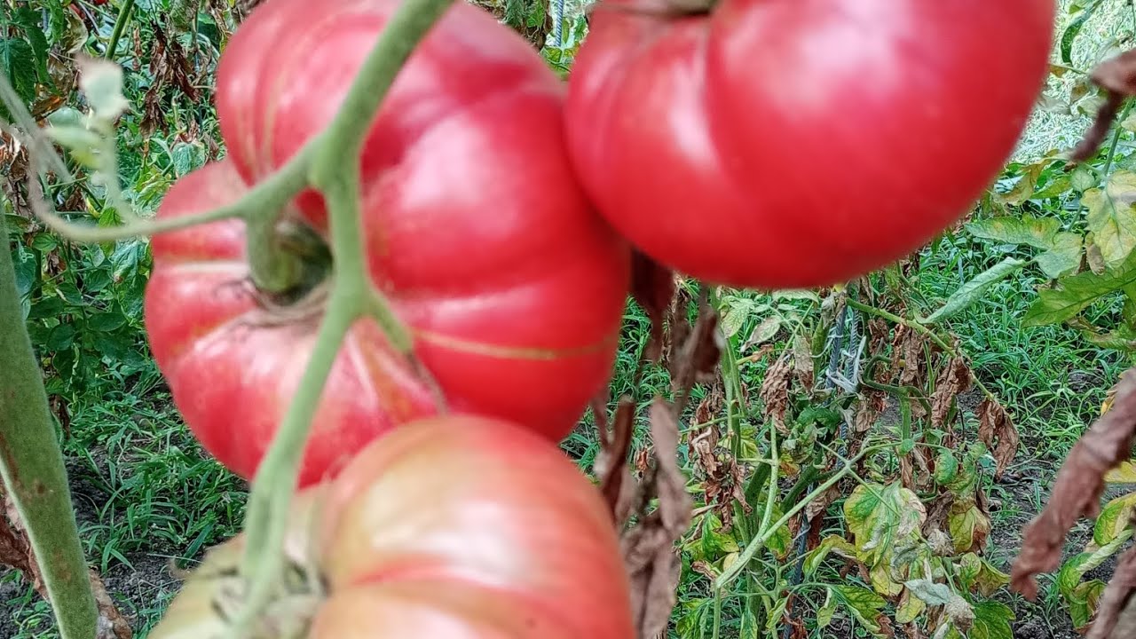 Сея домати,разсад
