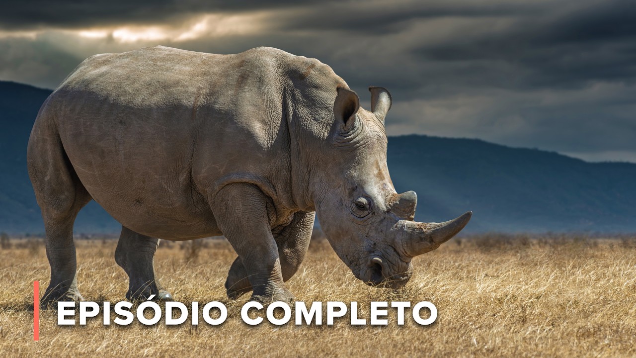 A missão de salvar o rinoceronte branco do norte da África | Diário de Ol Pejeta 201