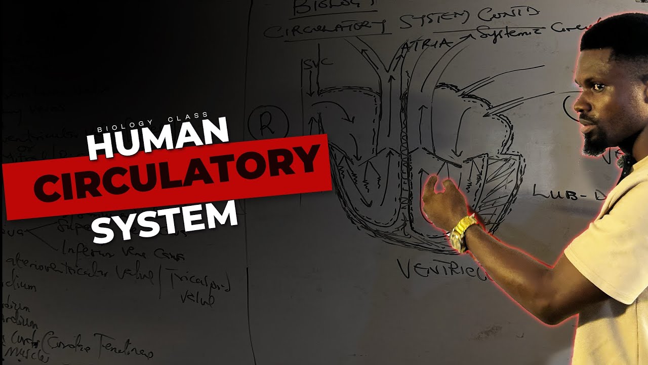 The Human Heart Explained ❤️ | Structure, Function & Blood Flow