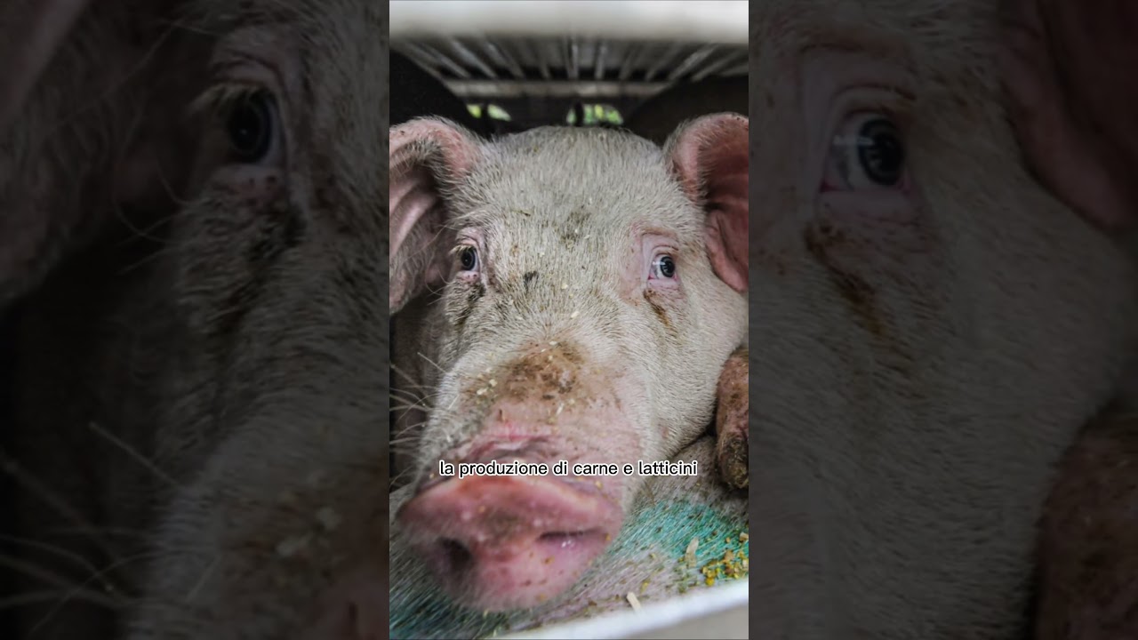 Bambini vegani per il futuro del pianeta | &egrave; ora di cambiare