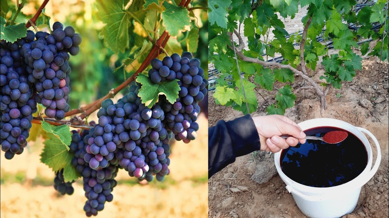 تنمو بسرعة كبيرة شجرة العنب لو أضفت هذا السماد ؟