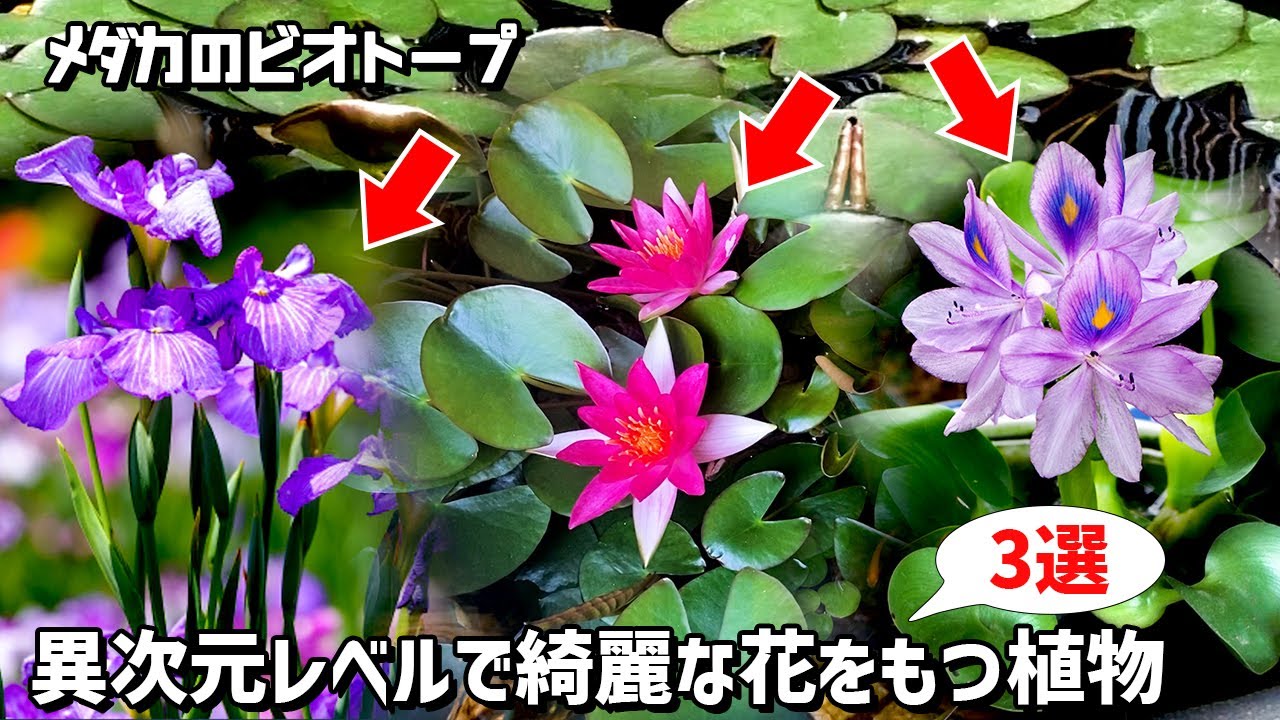 初心者オススメ！メダカのビオトープで育成が簡単かつ異次元に綺麗な花を咲かせる植物3選！