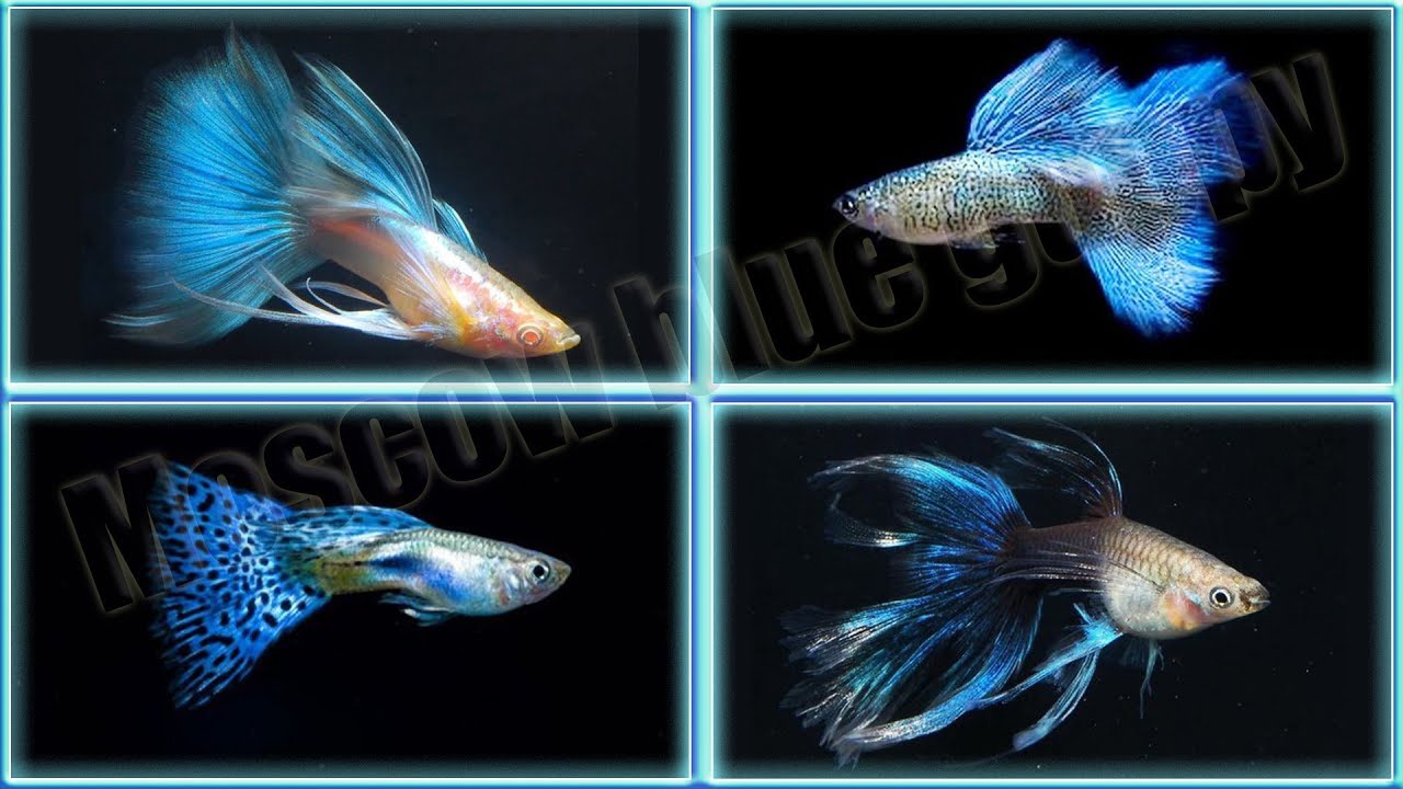 moscow blue guppy